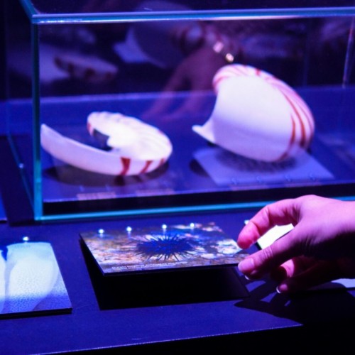Une exposition contée pour découvrir les abysses à Rouen