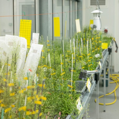 À Toulouse, le pôle d’excellence AgroBiosciences B s'intéresse aux effets du dérèglement climatique sur les végétaux