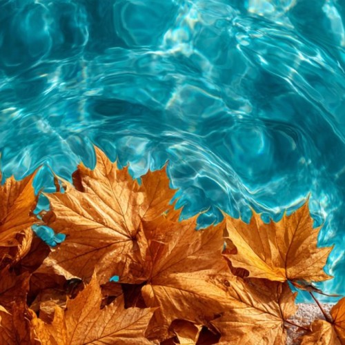 27 degrés dans l’eau, même en automne, à la piscine Jean-Bron de Grenoble