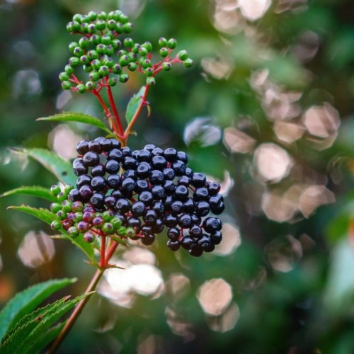 Un nouveau jardin comestible à Grenoble