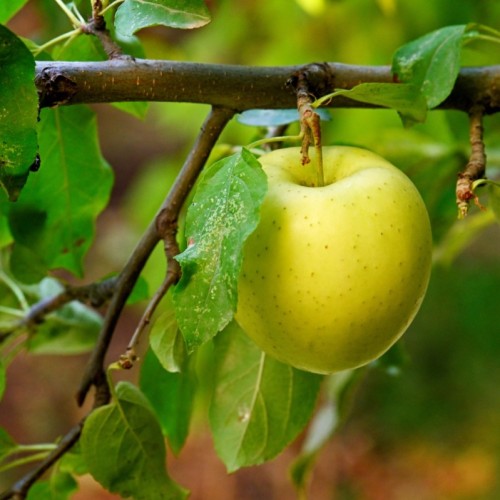 L'activité de saison : Des fruits d'automne à récolter à Lille et aux environs