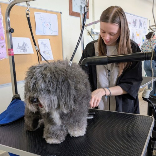 Une Marseillaise en lice pour devenir la meilleure toiletteuse canine de France
