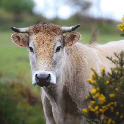 Saviez-vous que la vache nantaise a failli disparaître ? 