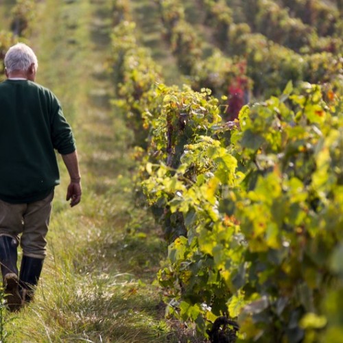 La Fête des Vendanges et du Goût s’installe place Gutenberg