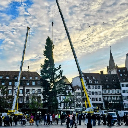 Le grand sapin du marché de Noël arrive à Strasbourg 