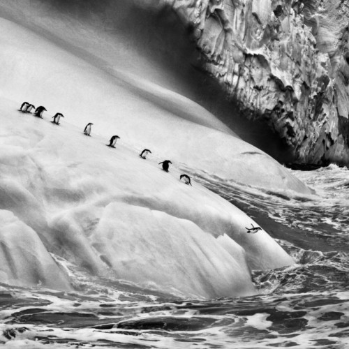 L'ode à la nature de Sebastião Salgado à voir près de Toulon 