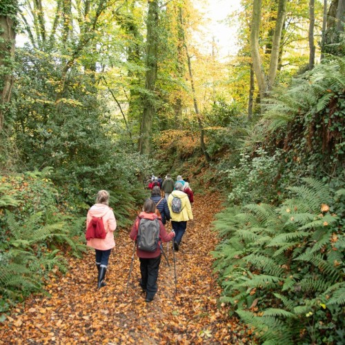 Rennes : une semaine d'animations pour découvrir les arbres