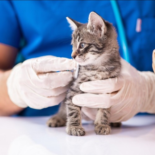 Lyon : Inauguration du nouveau dispensaire animalier de la SPA à la Part-Dieu