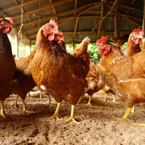 Influenza aviaire : des consignes à respecter après la confirmation d'un cas à Hyères