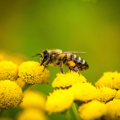Fête de l’Abeille et de l’Environnement à Beaumont, près de Clermont-Ferrand