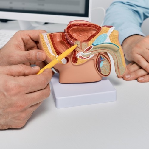 Tout savoir sur la prostate 