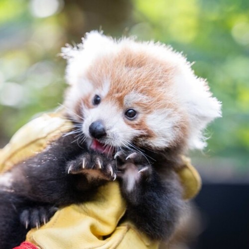 Votez pour le prénom du panda roux du zoo de Lille avant la fermeture hivernale