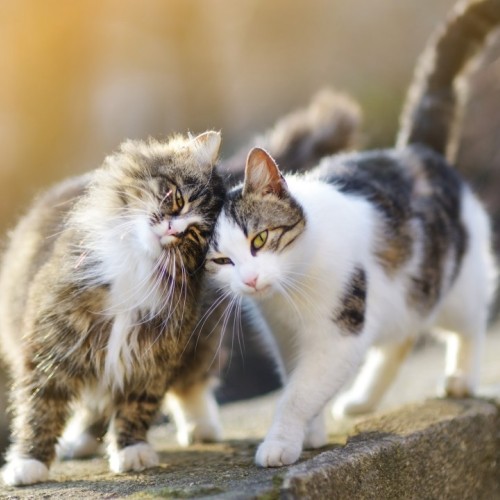 5 idées reçues sur les chats