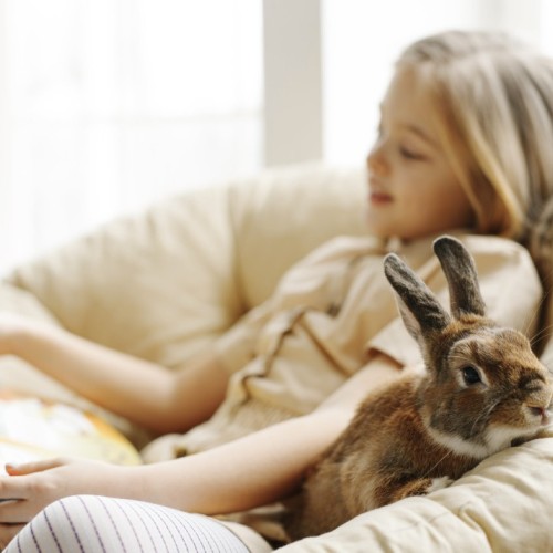 Caractère, semi-liberté, relation avec l'enfant… Ce qu'il faut savoir avant d'adopter un lapin