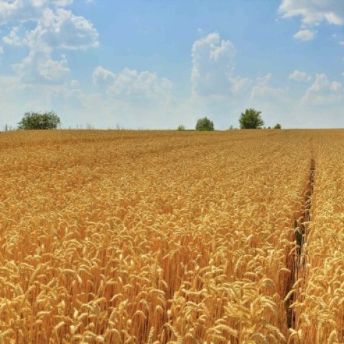 Changer de culture pour changer l’agriculture 