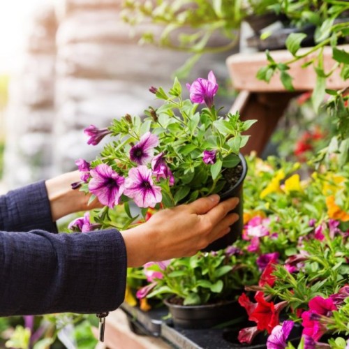 Une vente exceptionnelle de plantes à Grenoble