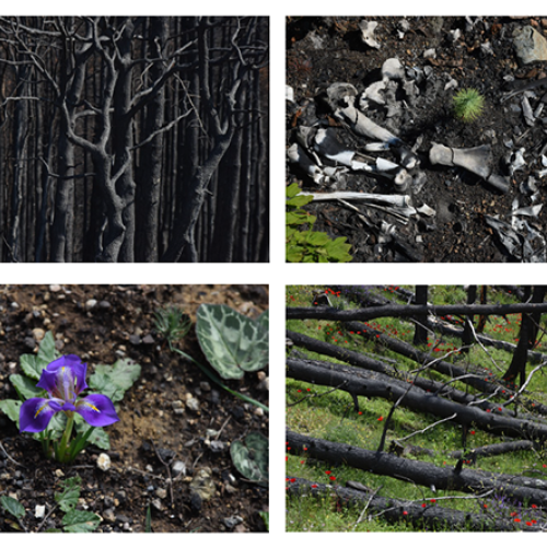 Exposition photo à Clermont-Ferrand : Le regard d’une photographe face aux paysages incendiés