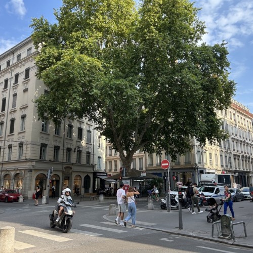 Quel est l’arbre le plus ancien de Lyon ?