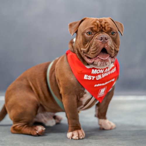 Don du sang animal : nos compagnons à 4 pattes peuvent aussi sauver des vies