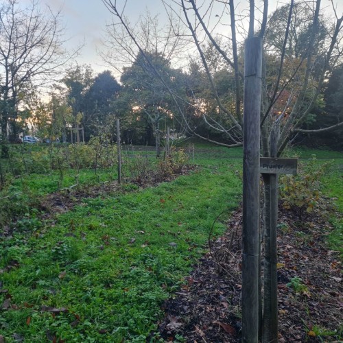 Une forêt jardin pousse au cœur de Saint-Augustin à Bordeaux