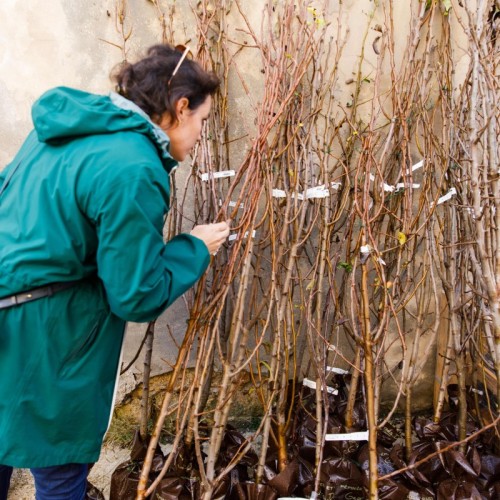 L'Arbre en Fête revient à Bordeaux Métropole