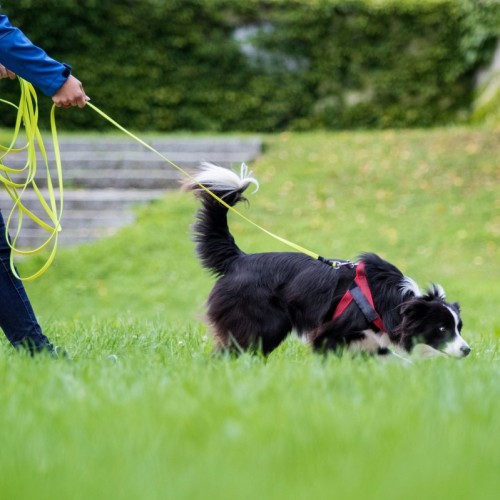 Aider les chiens anxieux et réactifs avec le mantrailing