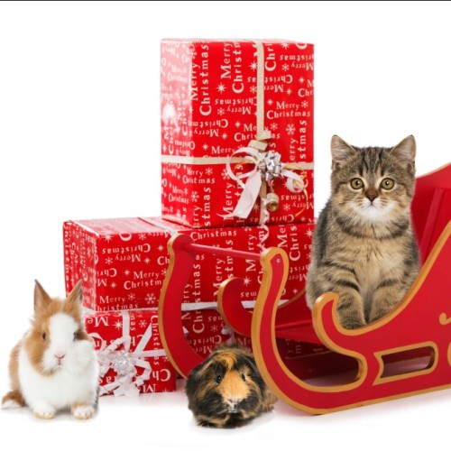 Un animal pour Noël : le cadeau à ne pas prendre à la légère