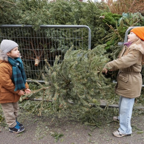 Toulon : ne jetez pas vos sapins n'importe où !