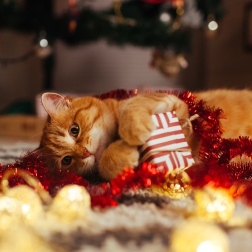 À Lyon, les animaux de la SPA ont aussi le droit à leur Noël