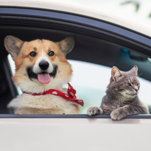 Animaux en voiture : les règles à connaître