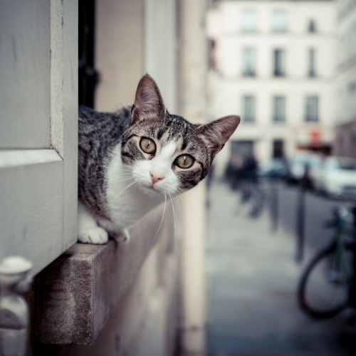 Les chats à l'honneur de la Fête de l'animal en ville dans le 18e