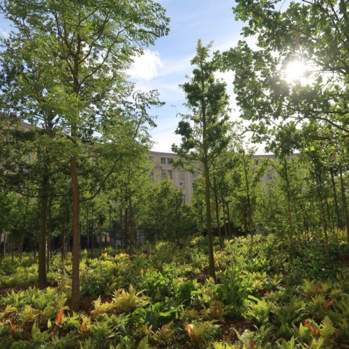 130 433 arbres ont été plantés à Paris depuis 2020 