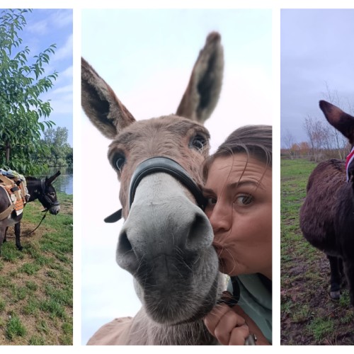 Se balader avec des ânes près de Nantes