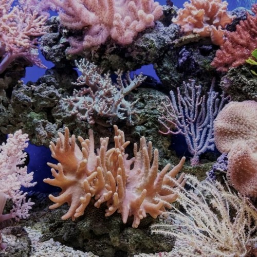 Une vague de nouveautés à l’aquarium de Lyon