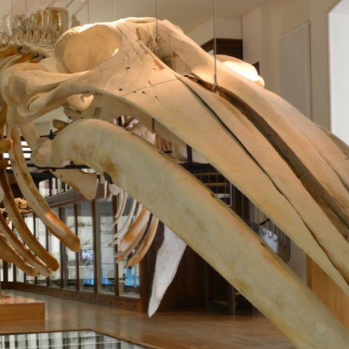 Les collections du Muséum de Nantes déménagent 