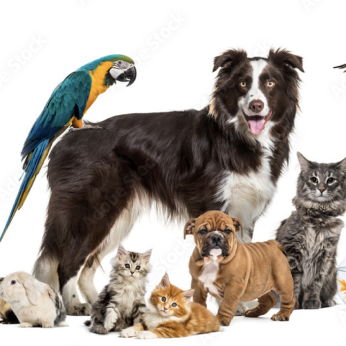 SPA : 180 ans de combats pour les animaux