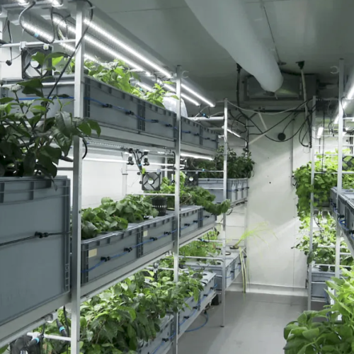 Au cœur de l’agriculture urbaine avec le Grenier de la Mosson