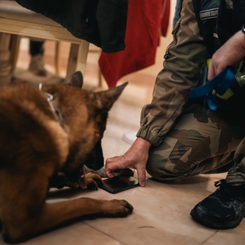 Chiens renifleurs de supports numériques, la nouvelle arme de la gendarmerie