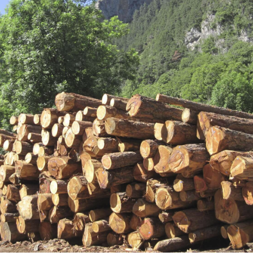 La filière forêt-bois en congrès à Marseille