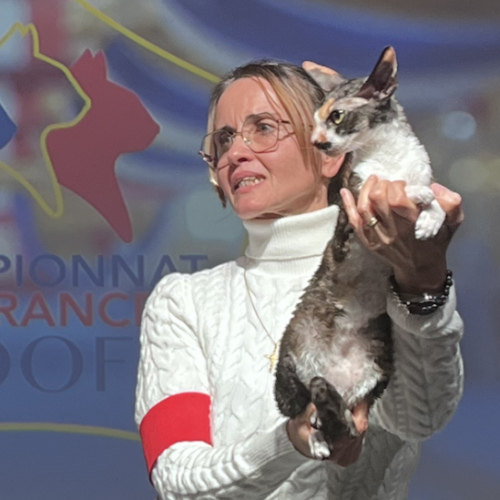 Uris d’Ernest Eternel est le plus beau chat de race français