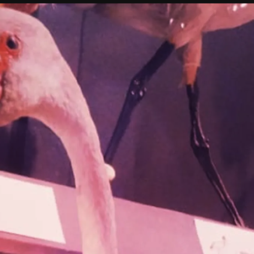 De drôles d'oiseaux au Muséum d'Histoire Naturelle de Marseille