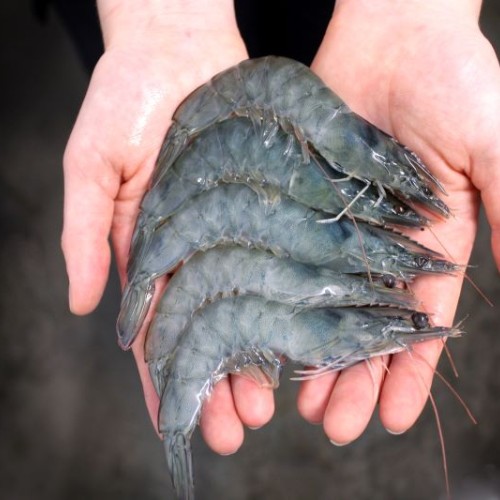 Lisaqua élève des crevettes écolos près de Nantes