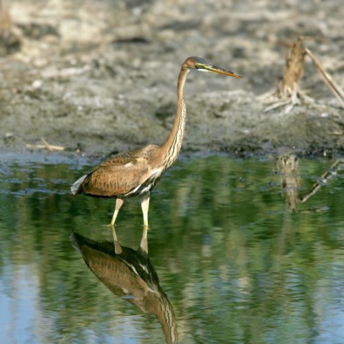 Préserver le potentiel écologique des marais de l'Erdre près de Nantes