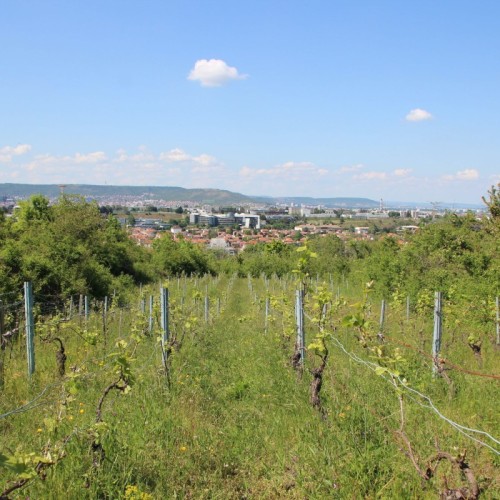 Aubière fut autrefois la capitale du vignoble auvergnat