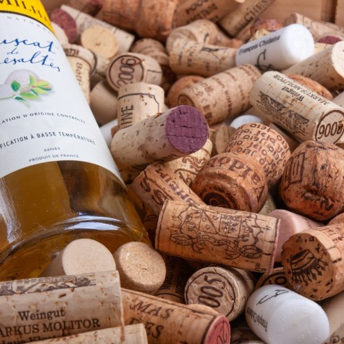 À Rivesaltes, la mise en valeur du muscat de Noël récompensée
