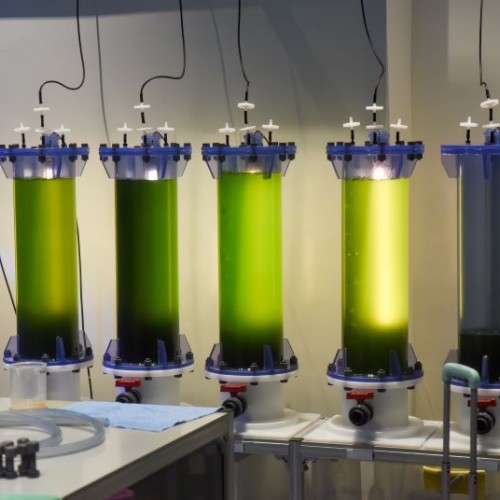 Tout savoir sur les microalgues 