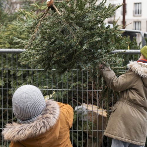 Où déposer le sapin ?