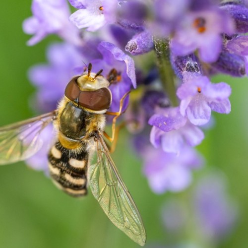 La syrphe, mouche qui bluffe 