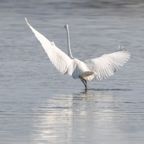 Un stage de photo en pleine nature, aux Vieux Salins d’Hyères