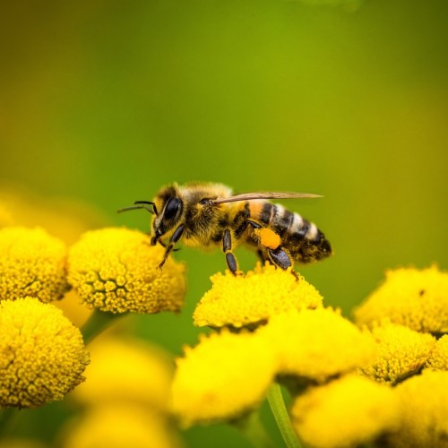 Les abeilles sans dard ont trouvé leur avocat 
